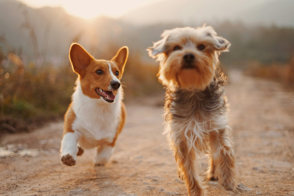 Die besten Tipps für einen unvergesslichen Urlaub im Ferienhaus Dänemark mit Hund